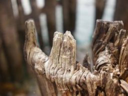 b2ap3_thumbnail_DSC01832